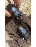 Megasoma actaeon adult Pair