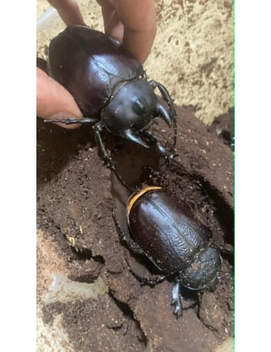 Megasoma actaeon adult Pair