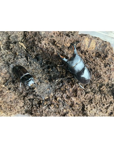 Dorcus taurus gypaetus mâle