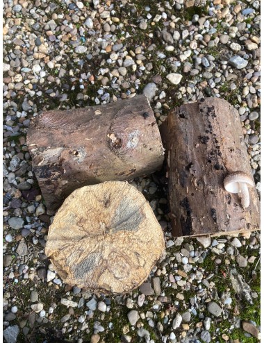 White-rotten Breeding Log...