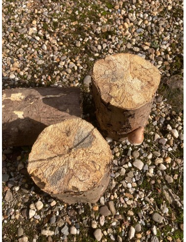 Bois pourri blanc XL Shiitake