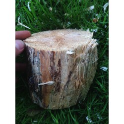White-rotten Breeding Wood medium decayed