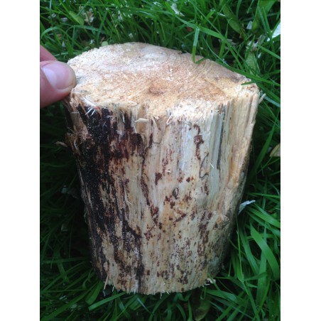 White-rotten Breeding Log M medium decayed