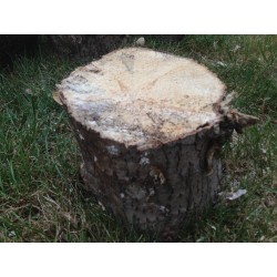 White-rotten Breeding Wood soft/medium XXXL