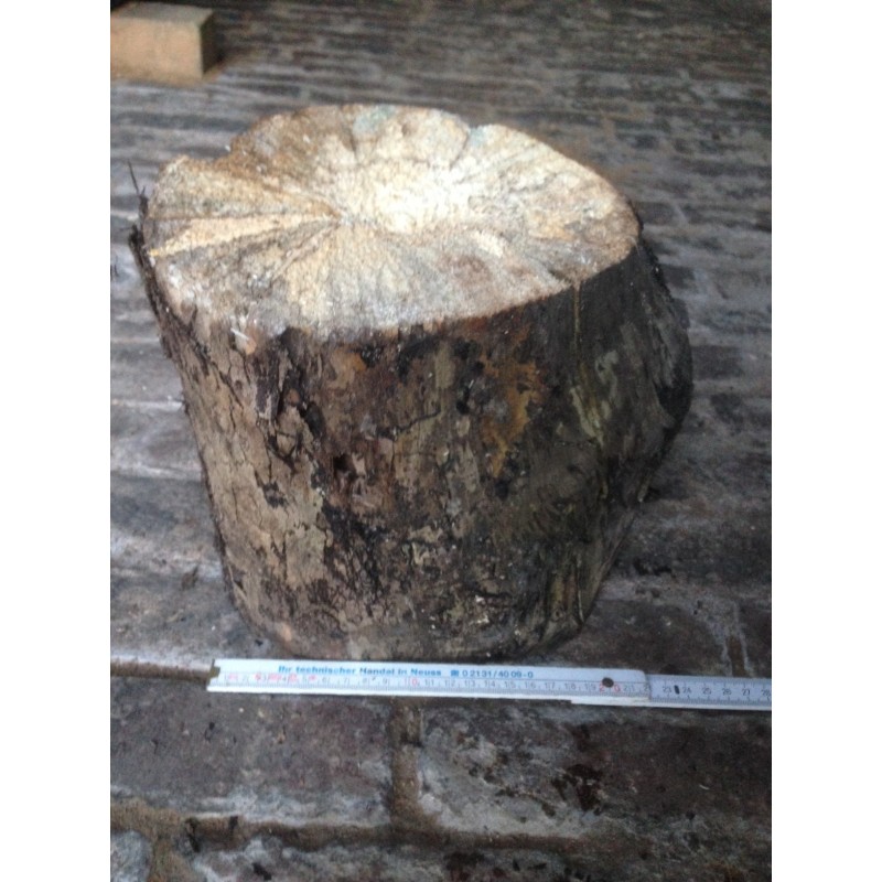 White-rotten Breeding Wood  XL hard